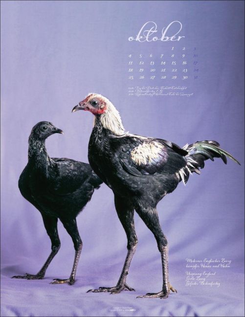 InsideView 10