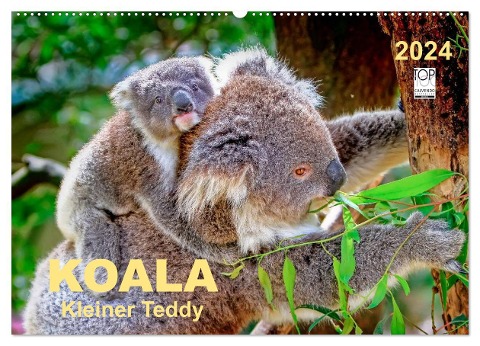 Koala - kleiner Teddy (Wandkalender 2024 DIN A2 quer), CALVENDO Monatskalender - Peter Roder