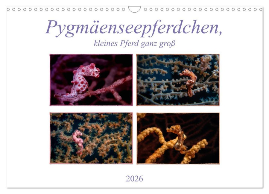Pygmäenseepferdchen, kleines Pferd ganz groß (Wandkalender 2026 DIN A3 quer), CALVENDO Monatskalender - Dieter Gödecke
