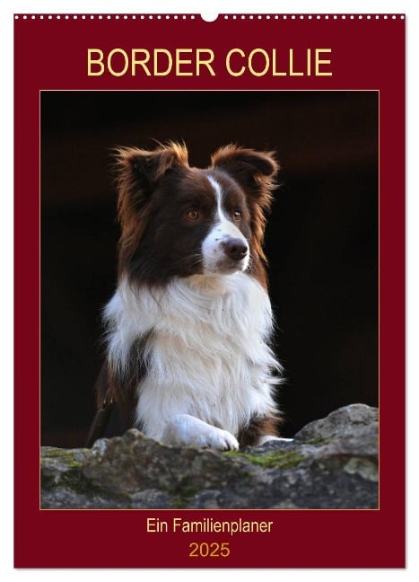 Border Collie - Ein Familienplaner (Wandkalender 2025 DIN A2 hoch), CALVENDO Monatskalender - Sigrid Starick