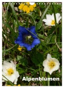Cover-Bild zum Titel 'Alpenblumen (Wandkalender 2025 DIN A4 hoch), CALVENDO Monatskalender' von 'Willi Haas'