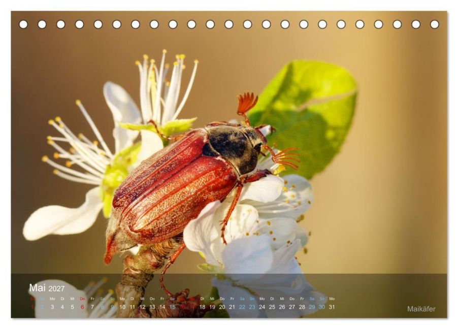 InsideView 10