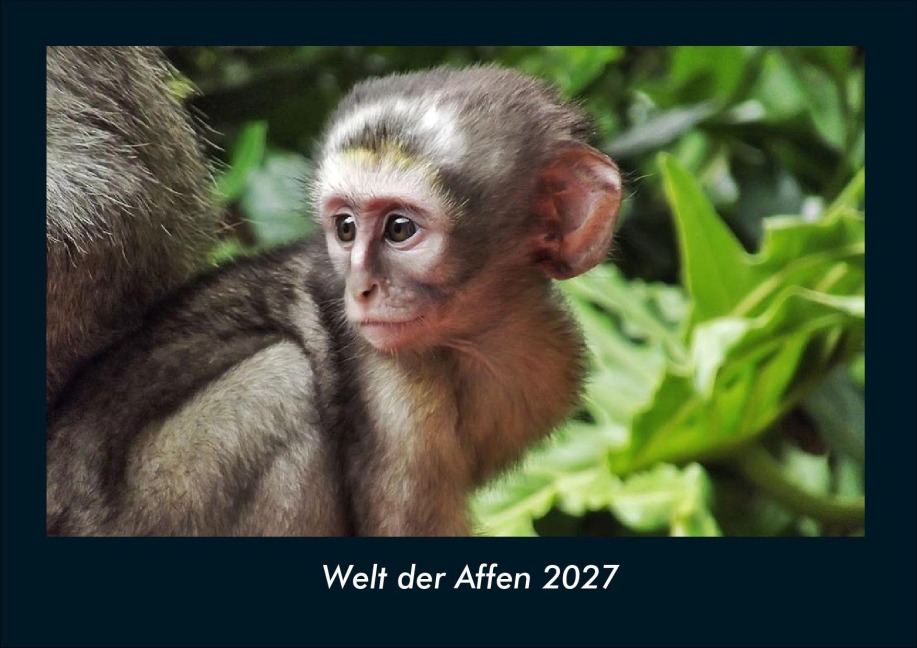 Welt der Affen 2027 Fotokalender DIN A4 - Tobias Schmitt, Kevin Heber