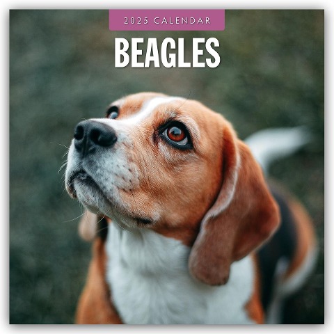 Beagles - Beagle 2025 - 16-Monatskalender - 