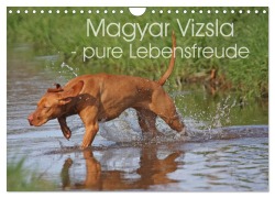 Cover-Bild zum Titel 'Magyar Vizsla - pure Lebensfreude (Wandkalender 2026 DIN A4 quer), CALVENDO Monatskalender' von 'Barbara Mielewczyk'