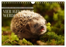 Cover-Bild zum Titel 'Schutz für eine obdachlose Igelfamilie - Vier Igelkinder werden erwachsen. (Wandkalender 2026 DIN A4 quer), CALVENDO Monatskalender' von 'Angela Merk'