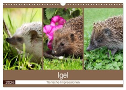 Cover-Bild zum Titel 'Igel 2026. Tierische Impressionen (Wandkalender 2026 DIN A3 quer), CALVENDO Monatskalender' von 'Steffani Lehmann (Hrsg.'