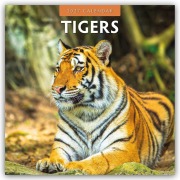 Cover-Bild zum Titel 'Tigers - Tiger 2027 - 16-Monatskalender' von 'Robin Red'