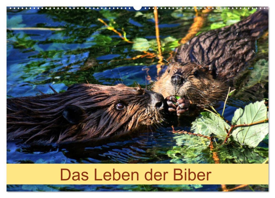 Das Leben der Biber (Wandkalender 2026 DIN A2 quer), CALVENDO Monatskalender - Kattobello Kattobello