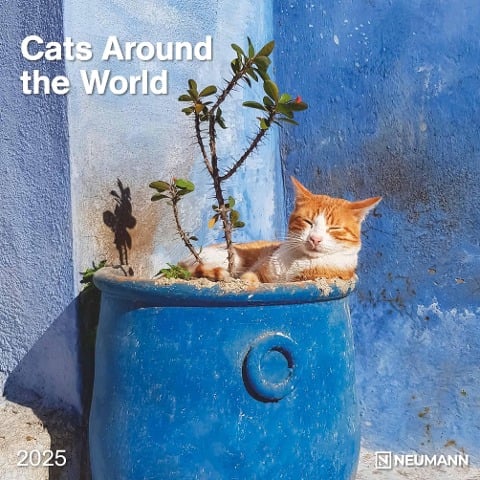 Cats Around the World 2025 - Wand-Kalender - Broschüren-Kalender - 30x30 - 30x60 geöffnet - Katzen-Kalender - 