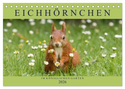 Cover-Bild zum Titel 'Eichhörnchen im Königlichen Garten (Tischkalender 2026 DIN A5 quer), CALVENDO Monatskalender' von 'Margret Brackhan'