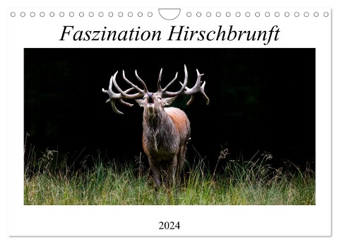 Faszination Hirschbrunft (Wandkalender 2024 DIN A4 quer), CALVENDO Monatskalender - Daniela Fett