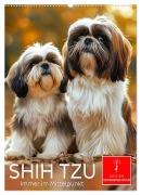 Shih Tzu - immer im Mittelpunkt (Wandkalender 2026 DIN A2 hoch), CALVENDO Monatskalender - Peter Roder