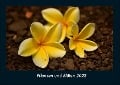 Pflanzen und Blüten 2022 Fotokalender DIN A4 - Tobias Becker