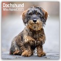 Wirehaired Dachshund - Rauhhaardackel 2025 - 16-Monatskalender - Avonside Publishing Ltd