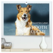 Cover-Bild zum Titel 'Ein Freund fürs Leben - Smooth Collie (hochwertiger Premium Wandkalender 2026 DIN A2 quer), Kunstdruck in Hochglanz' von 'Sigrid Starick'
