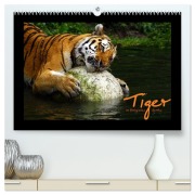 Welt der Katzen - Tiger (hochwertiger Premium Wandkalender 2026 DIN A2 quer), Kunstdruck in Hochglanz - Marcus Skupin