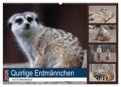 Cover-Bild zum Titel 'Quirlige Erdmännchen (Wandkalender 2026 DIN A2 quer), CALVENDO Monatskalender' von 'Manuela Falke'