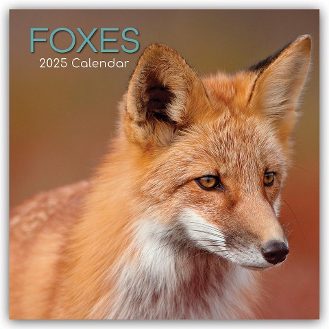 Foxes - Füchse 2025 - 16-Monatskalender - 