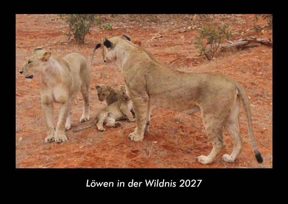 Löwen in der Wildnis 2027 Fotokalender DIN A3 - Tobias Becker