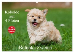 Cover-Bild zum Titel 'Kobolde auf 4 Pfoten - Bolonka Zwetna (Wandkalender 2026 DIN A2 quer), CALVENDO Monatskalender' von 'Sigrid Starick'