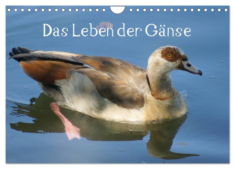 Das Leben der Gänse (Wandkalender 2025 DIN A4 quer), CALVENDO Monatskalender - Kattobello Kattobello