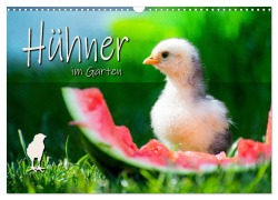Cover-Bild zum Titel 'Hühner im Garten (Wandkalender 2026 DIN A3 quer), CALVENDO Monatskalender' von 'Fotografie Zabel'