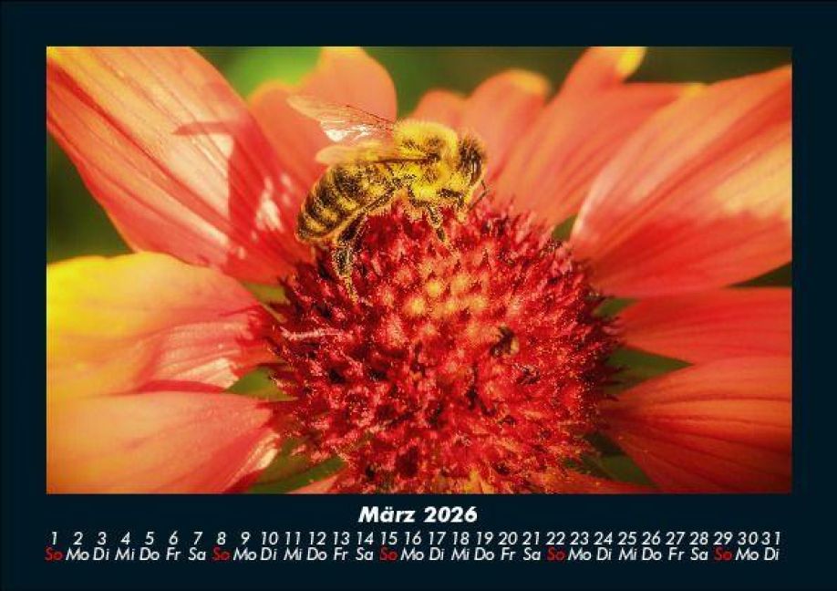InsideView 7