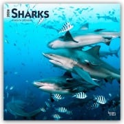 Sharks - Haie 2026 - 16-Monatskalender - Browntrout Publishers