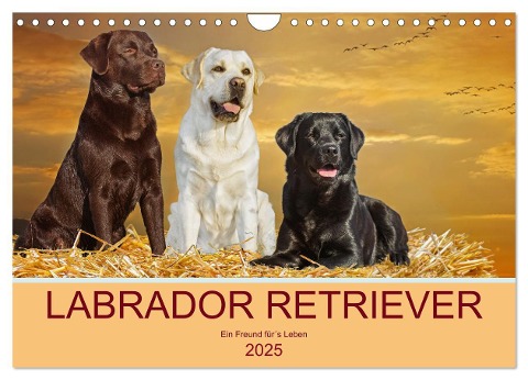 Labrador Retriever - Ein Freund für¿s Leben (Wandkalender 2025 DIN A4 quer), CALVENDO Monatskalender - Sigrid Starick