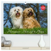 Cover-Bild zum Titel 'Havaneser - Herz auf 4 Pfoten (hochwertiger Premium Wandkalender 2026 DIN A2 quer), Kunstdruck in Hochglanz' von 'Sigrid Starick'