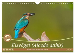 Cover-Bild zum Titel 'Eisvögel (Alcedo atthis) - Edelsteine der Natur (Wandkalender 2026 DIN A4 quer), CALVENDO Monatskalender' von 'Ursula Di Chito'