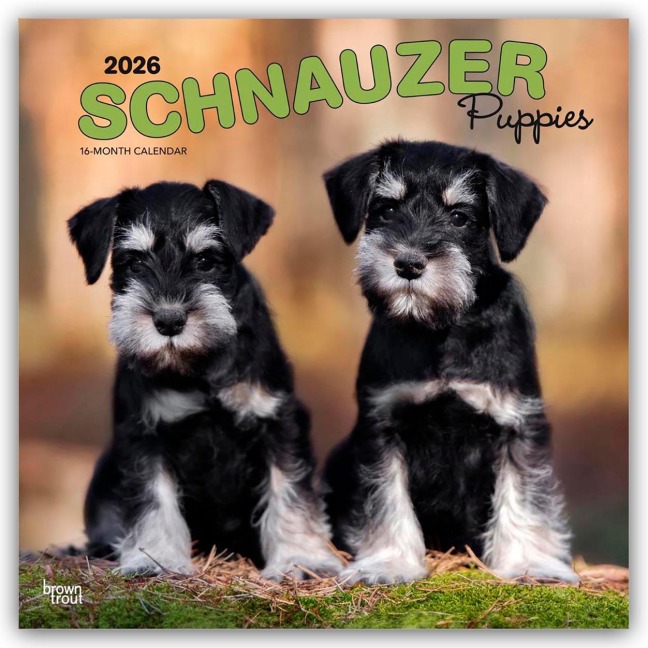 Schnauzer Puppies - Schnauzer Welpen 2026 - 16-Monatskalender - Browntrout Publishers