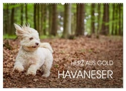 Havaneser - Herz aus Gold (Wandkalender 2026 DIN A2 quer), CALVENDO Monatskalender - Peter Mayer
