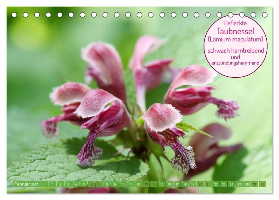 InsideView 7