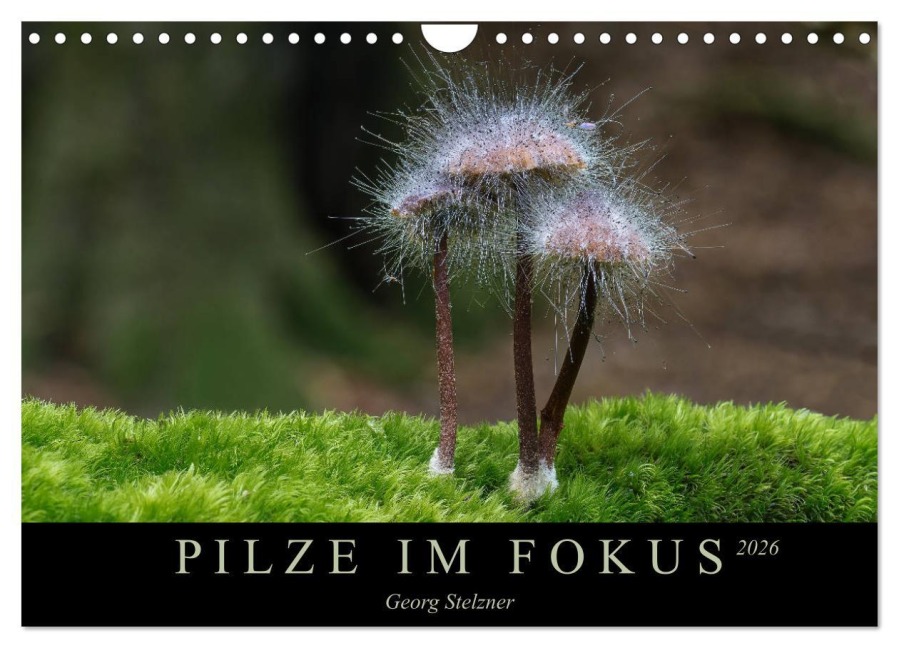 PILZE IM FOKUS 2026 (Wandkalender 2026 DIN A4 quer), CALVENDO Monatskalender - Georg Stelzner