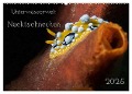 Unterwasserwelt Nacktschnecken (Wandkalender 2025 DIN A2 quer), CALVENDO Monatskalender - Dorothea Oldani
