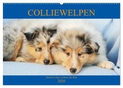 Colliewelpen - kleine Collies erobern die Welt (Wandkalender 2026 DIN A2 quer), CALVENDO Monatskalender - Sigrid Starick