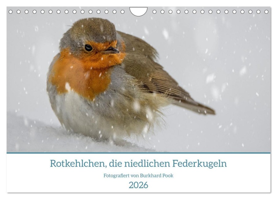 Rotkehlchen, die niedlichen Federkugeln (Wandkalender 2026 DIN A4 quer), CALVENDO Monatskalender - Burkhard Pook /pnmedia