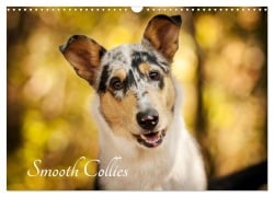 Smooth Collies (Wandkalender 2026 DIN A3 quer), CALVENDO Monatskalender - Laura Längsfeld