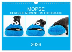 Cover-Bild zum Titel 'MÖPSE - tierische Momente im Fotostudio (Wandkalender 2026 DIN A4 quer), CALVENDO Monatskalender' von 'Ole Dodeck'