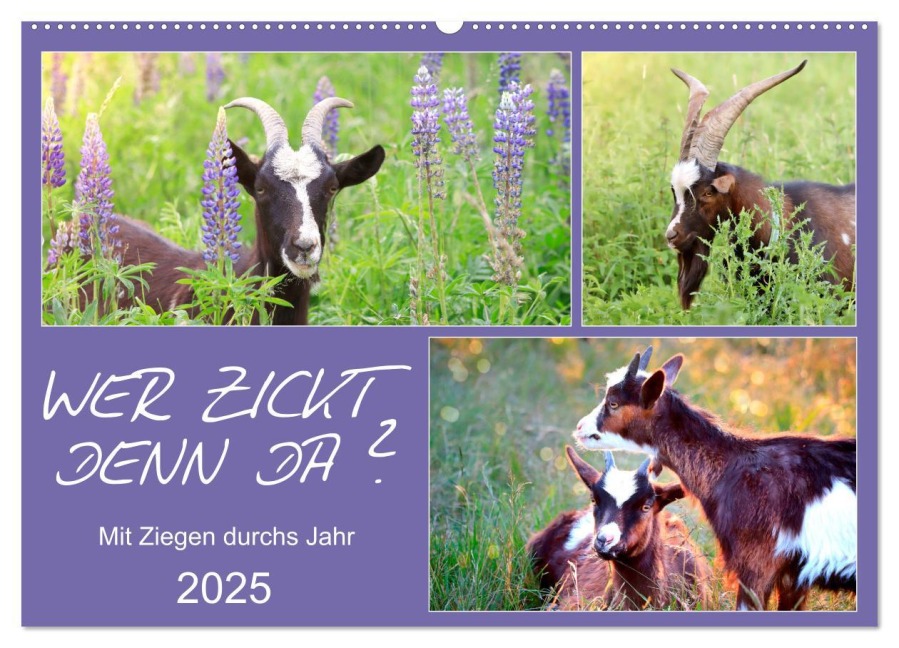 Wer zickt denn da? Mit Ziegen durchs Jahr (Wandkalender 2025 DIN A2 quer), CALVENDO Monatskalender - Sabine Löwer