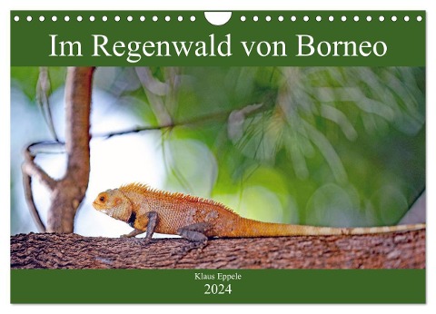Im Regenwald von Borneo (Wandkalender 2024 DIN A4 quer), CALVENDO Monatskalender - Klaus Eppele