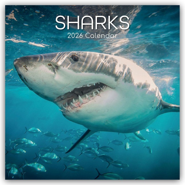 Sharks - Haie 2026 - 16-Monatskalender - Gifted Stationery Co. Ltd