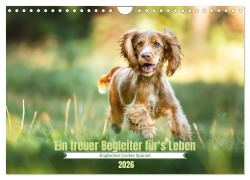 Cover-Bild zum Titel 'Englischer Cocker Spaniel (Wandkalender 2026 DIN A4 quer), CALVENDO Monatskalender' von 'Sabrina Wobith Photography'