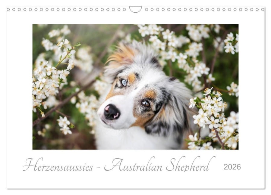 Herzensaussies - Australian Shepherd (Wandkalender 2026 DIN A3 quer), CALVENDO Monatskalender - Madlen Kudla
