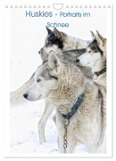 Huskies - Portraits im Schnee (Wandkalender 2026 DIN A4 hoch), CALVENDO Monatskalender - Liselotte Brunner Klaus