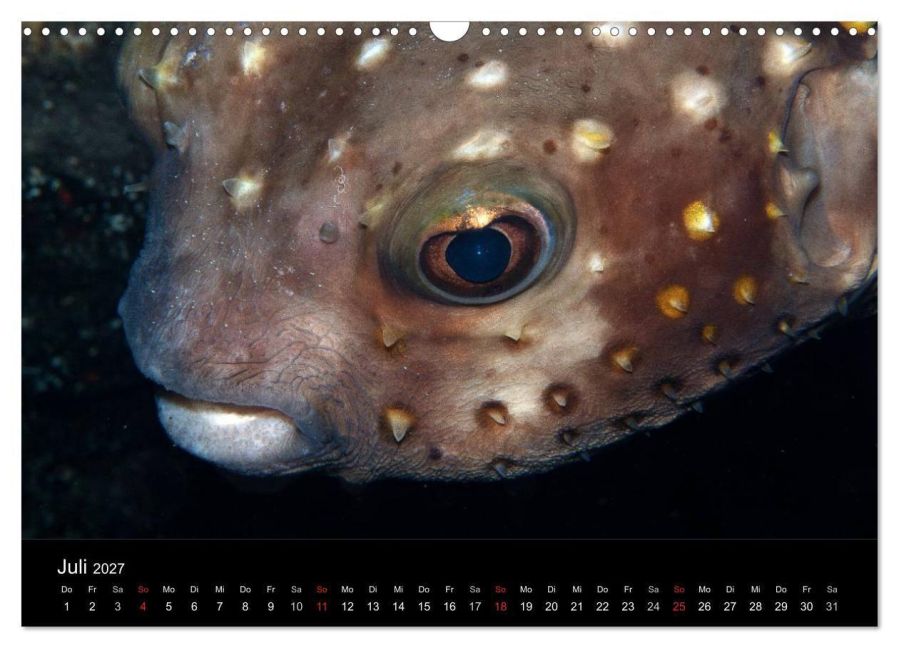 InsideView 12
