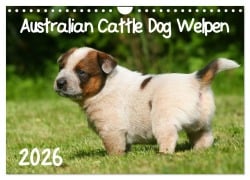 Cover-Bild zum Titel 'Australian Cattle Dog Welpen (Wandkalender 2026 DIN A4 quer), CALVENDO Monatskalender' von 'Susan Milau'