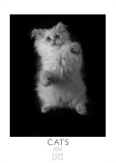 Cats Kalender 2026 schwarz-weiss 29x21cm - Katzenkalender | Perfekt für Katzenliebhaber und Tierfans - 